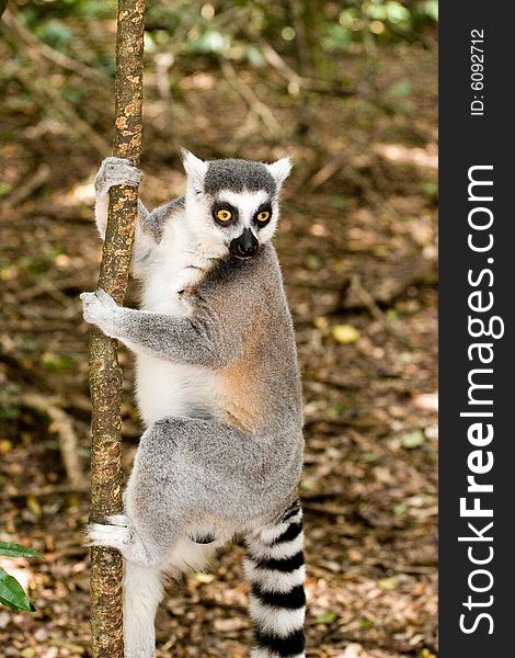 A lemur couple playing in madacascar park. A lemur couple playing in madacascar park