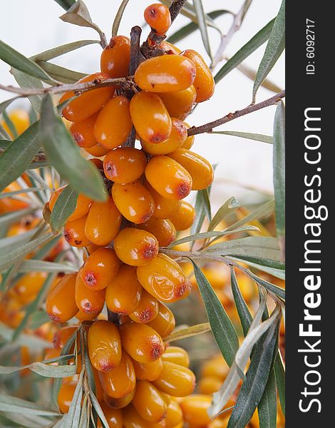 Ripe berries of sea-buckthorn berries