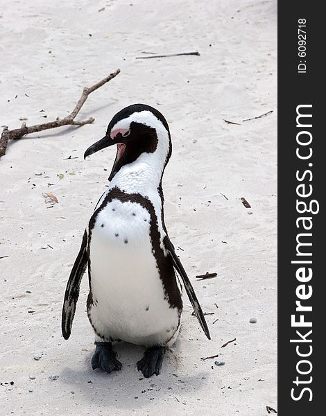 A lone pinguin in south africa. A lone pinguin in south africa