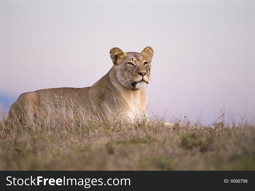 A Pregnant Lioness waits for the birth of her cubs. A Pregnant Lioness waits for the birth of her cubs