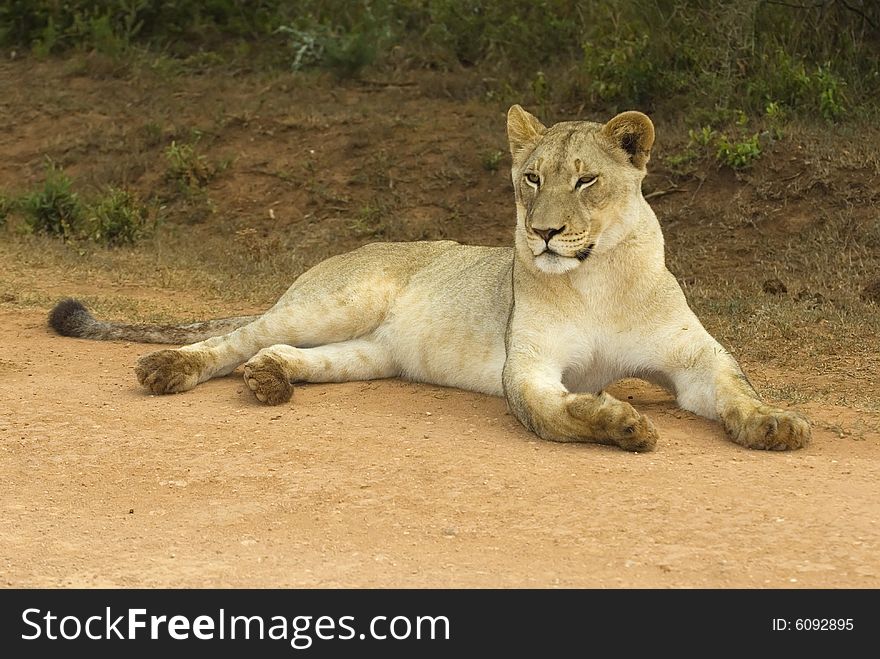 A beautiful Young Lioness confides in the photographer. A beautiful Young Lioness confides in the photographer