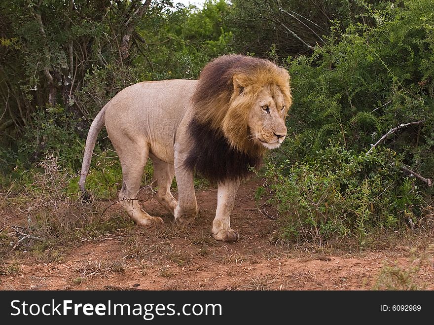 The Lion Leader comes out of the bush. The Lion Leader comes out of the bush