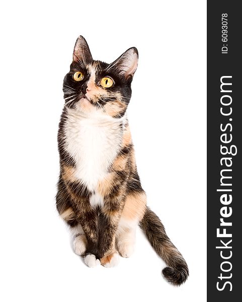 Three-coloured cat sitting on white background and looking up