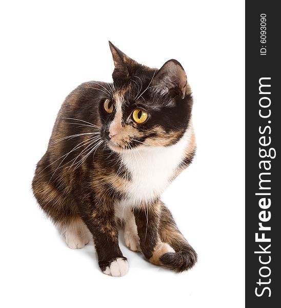 Three-coloured cat sitting on white background and looking