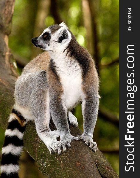 A lemur  playing in madacascar park. A lemur  playing in madacascar park