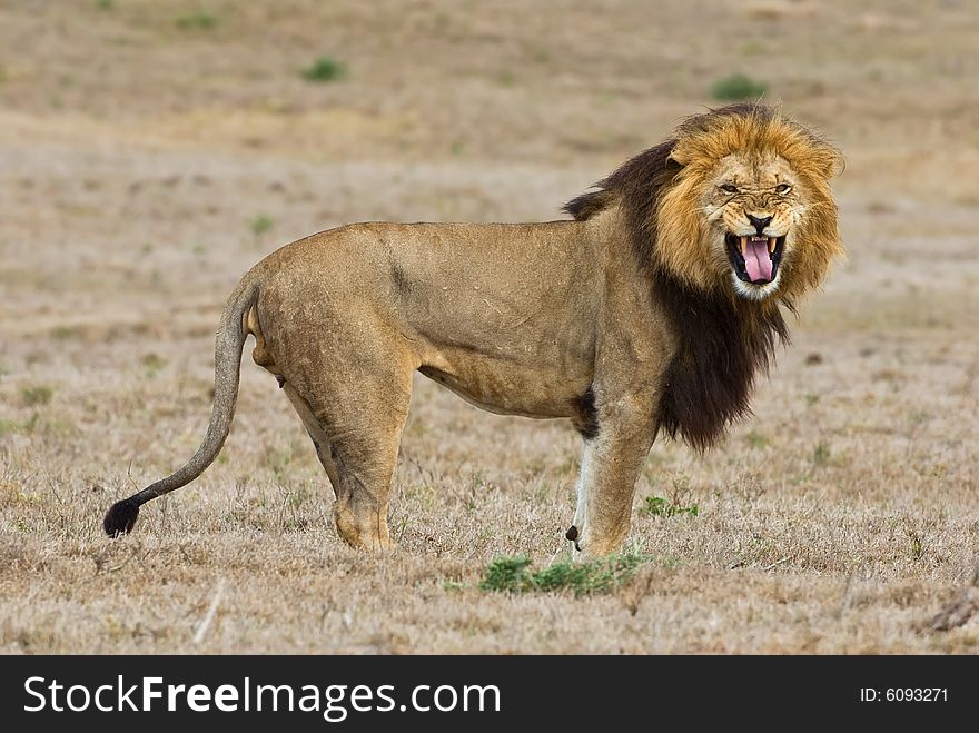 A huge Male Lion is not happy that the photographer is close. A huge Male Lion is not happy that the photographer is close