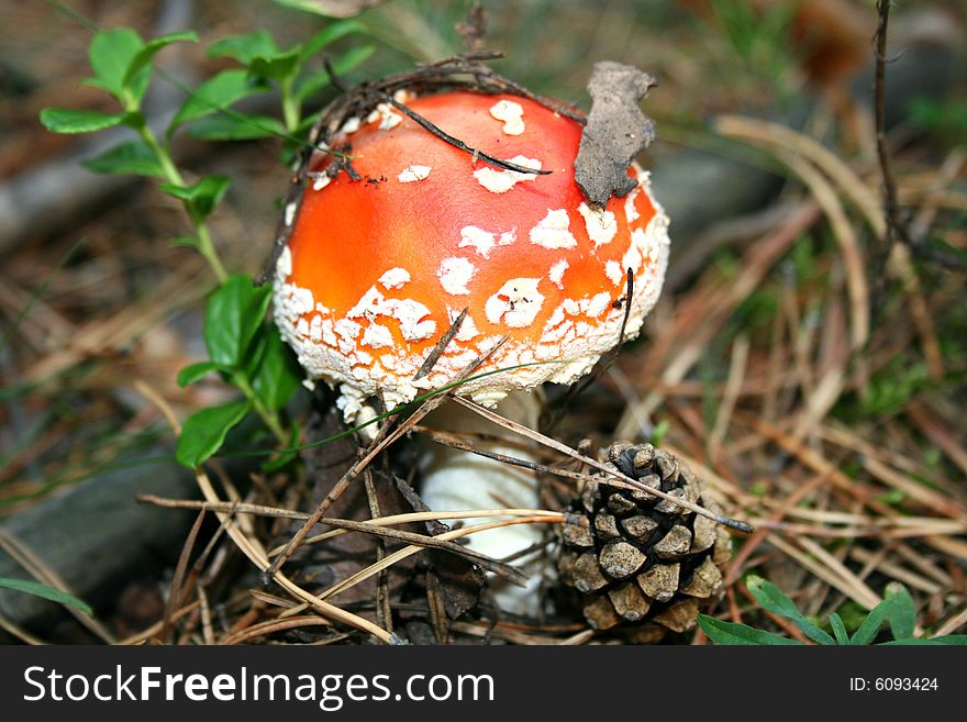 Poisonous mushrooms the fly agaric growing in mixed woods of Siberia.