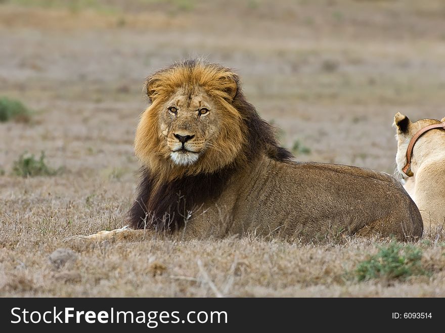 A mating Pair of lions out on the plains. A mating Pair of lions out on the plains