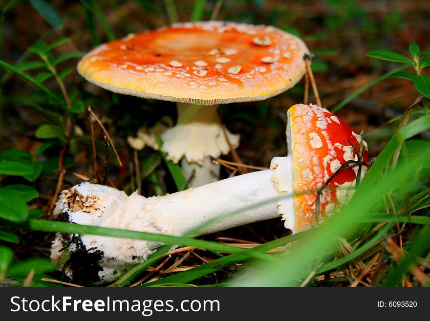 Poisonous mushroom the fly agaric growing in mixed woods of Siberia. Poisonous mushroom the fly agaric growing in mixed woods of Siberia.