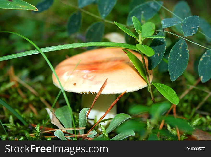 The edible mushroom the russula growing in mixed woods of Siberia. The edible mushroom the russula growing in mixed woods of Siberia.