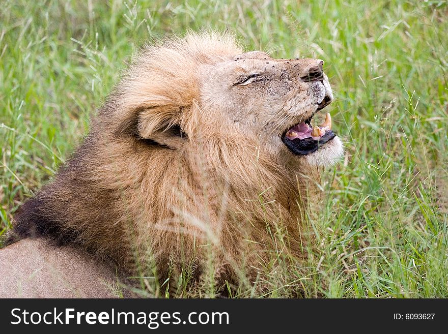 A lion in the kruger park reserve. A lion in the kruger park reserve