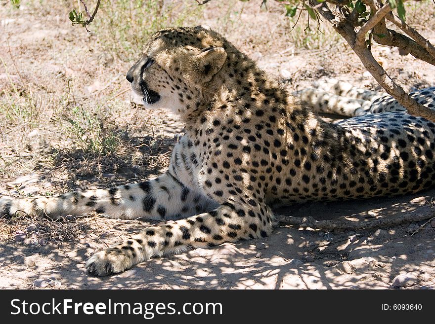 A  cheetah resting in the shadow waiting for a pray. A  cheetah resting in the shadow waiting for a pray