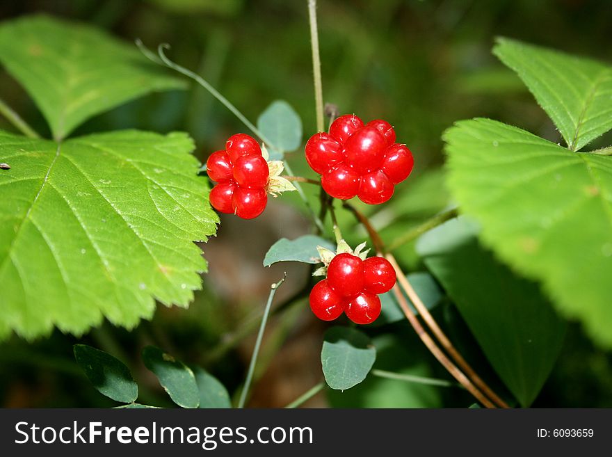 The wood berries growing only in woods of Siberia.
