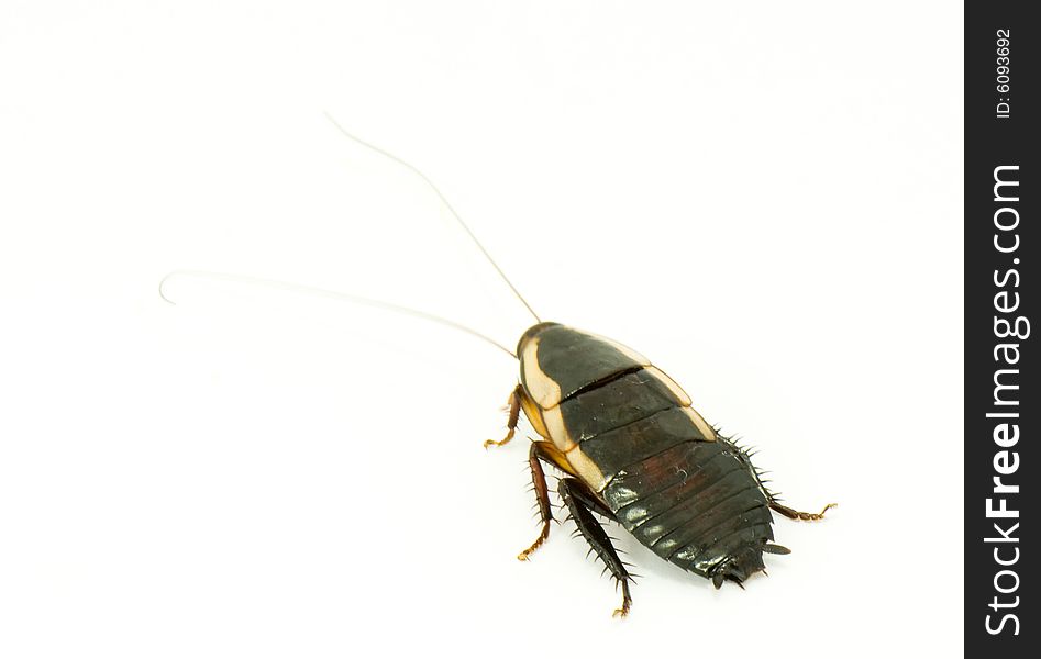 Live big cockroach