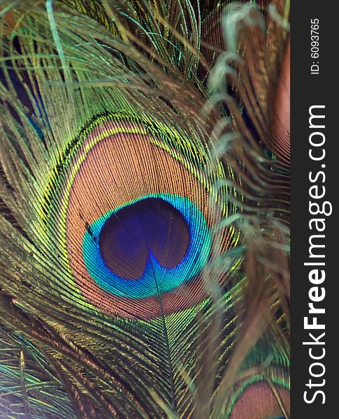 Fragmnet of colorful peacock feather