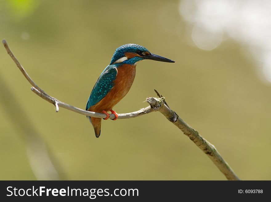 Kingfisher sitting on a branch in back-light. Kingfisher sitting on a branch in back-light