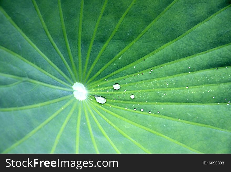 There are lotus leaf close-up.