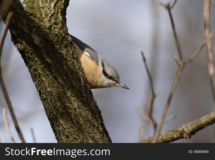 Nuthatch (Sitta europaea)