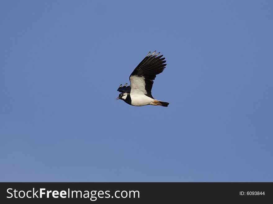 Lapwing (Vanellus vanellus) in flight in a blue sky. Lapwing (Vanellus vanellus) in flight in a blue sky