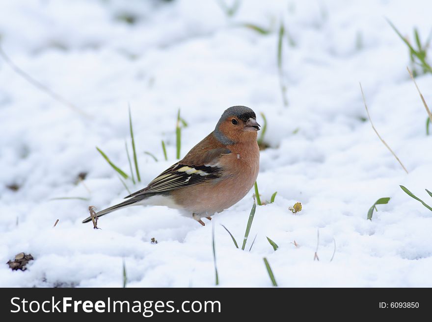 Chaffinch (Fringilla coelebs) on the ground with snow. Chaffinch (Fringilla coelebs) on the ground with snow