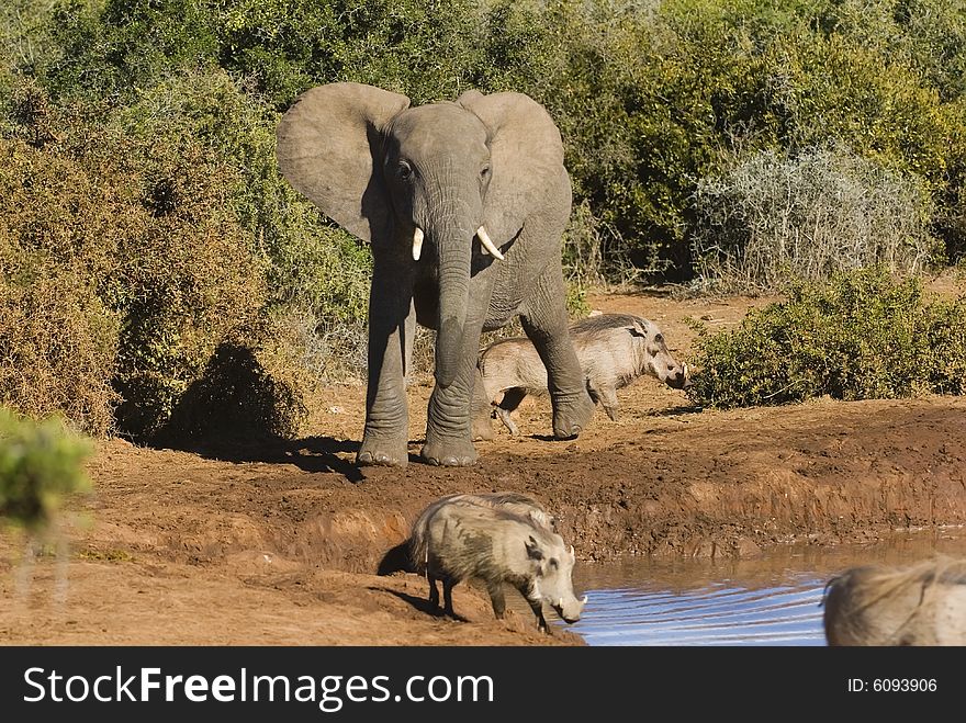 This Elephant was chasing warthogs at the water