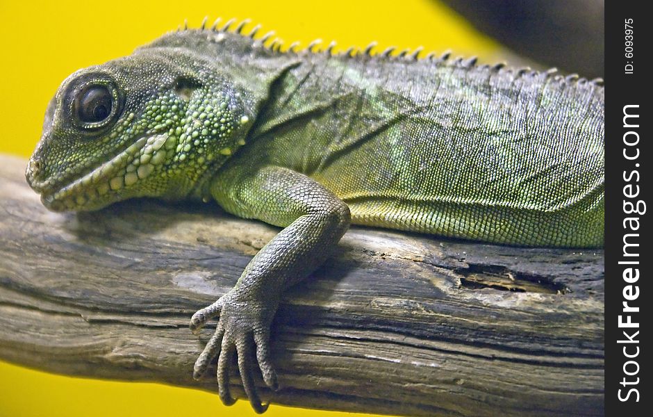 Asian water dragon lizard on the branch. Asian water dragon lizard on the branch