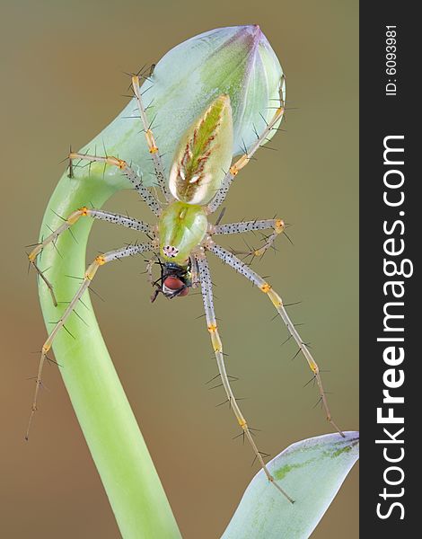 A green lynx spider is eating a fly while sitting on a budding plant. A green lynx spider is eating a fly while sitting on a budding plant.