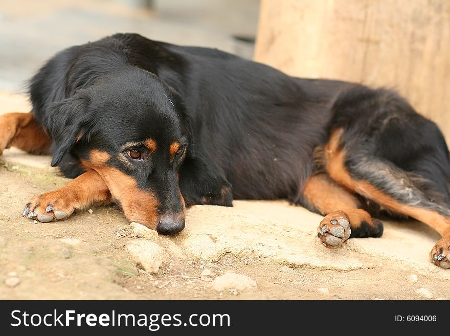 Sad looking domestic dog, a family pet