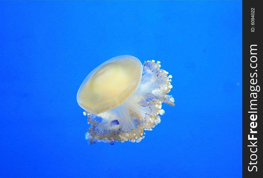 White medusa on a blue background
