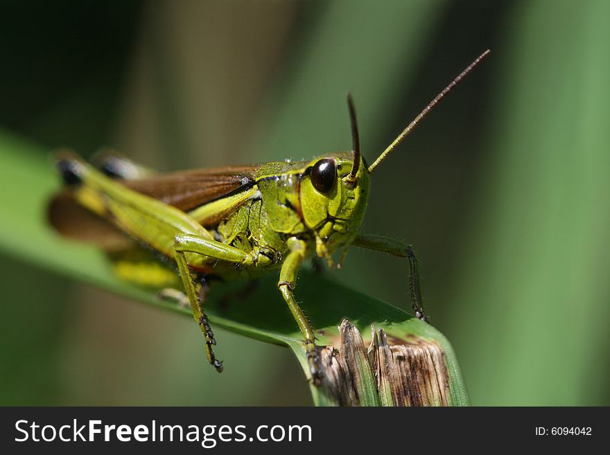 Close up photo with  grasshopper