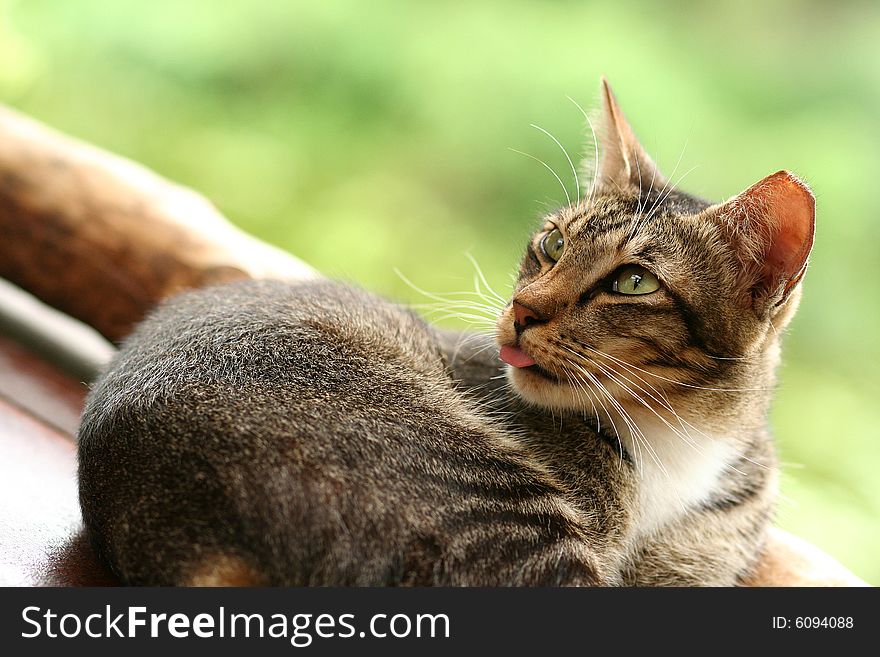 Domestic cat sitting down smartly