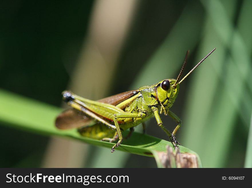 Close up photo with  grasshopper. Close up photo with  grasshopper