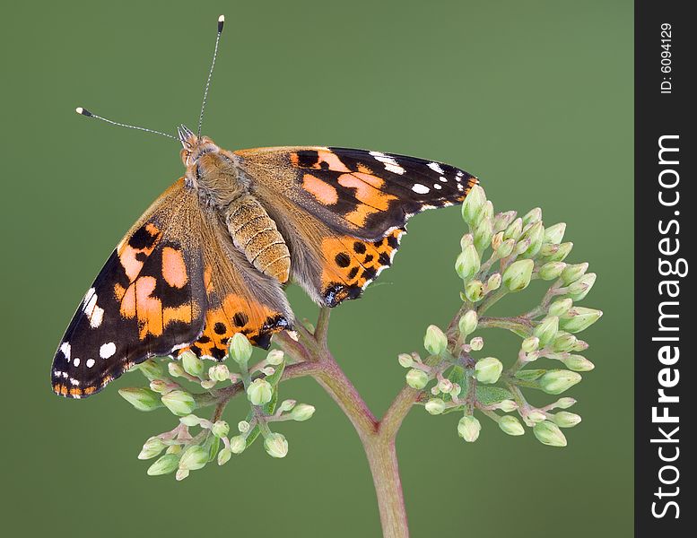 A painted lady butterfly is sitting on a budding plant. A painted lady butterfly is sitting on a budding plant.