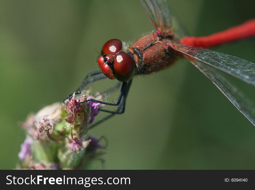 Close up photo with red dragonfly. Close up photo with red dragonfly