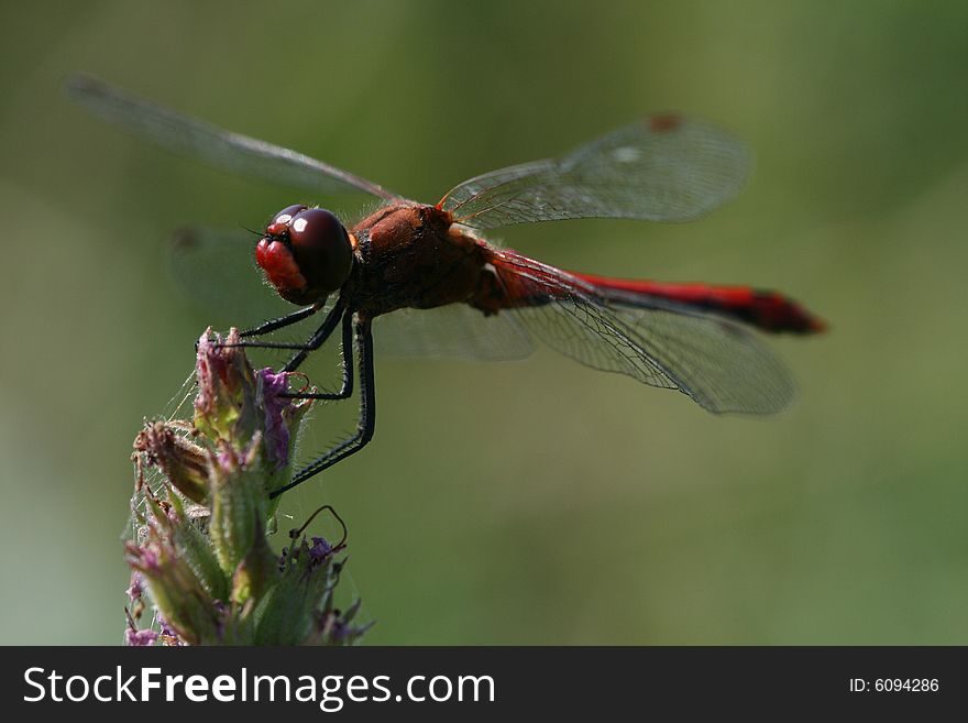 Close up photo with red dragonfly