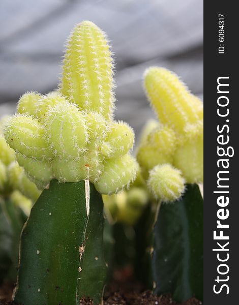 I have been to a cactus farm lately, and have seen many special species of cactus. I have been to a cactus farm lately, and have seen many special species of cactus.
