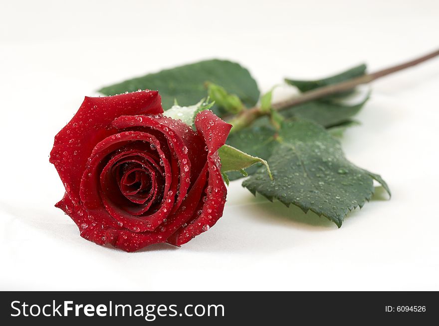 A picture of a wet rose on white. A picture of a wet rose on white