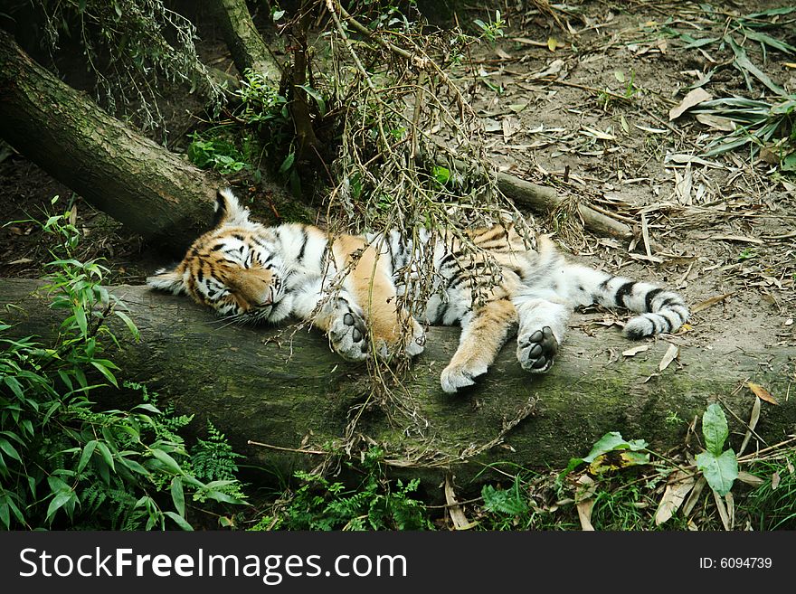 A small tiger cub sleeping on a tree trunk. A small tiger cub sleeping on a tree trunk