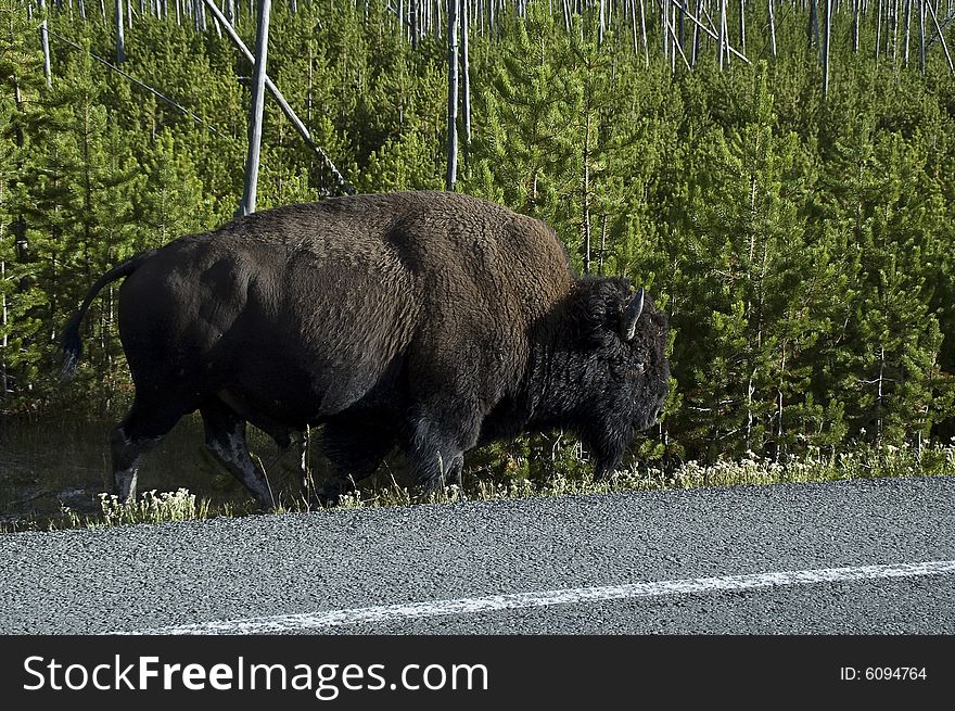 Huge Buffalo along the road side at Yellowstone