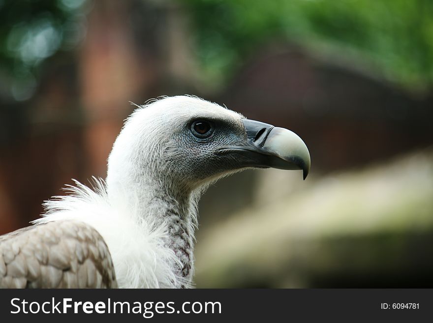 Vulture close-up