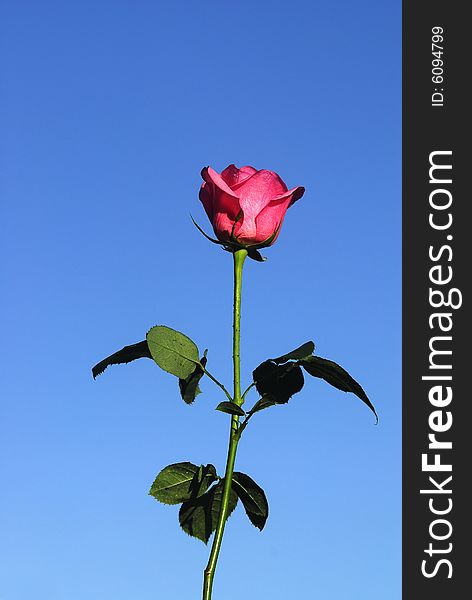 Beautiful rose under the blue sky