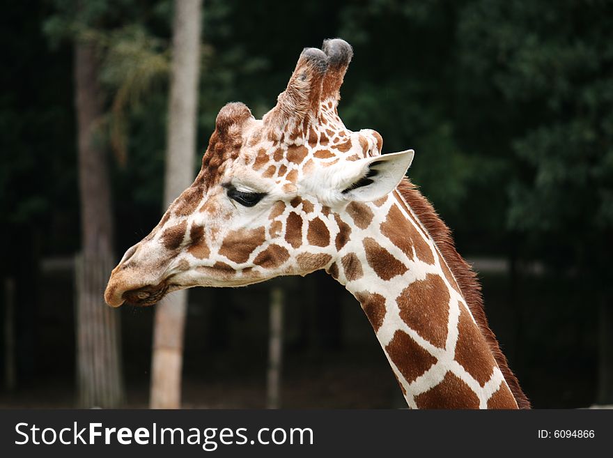 Close-up of a giraffe in the Zoo. Close-up of a giraffe in the Zoo