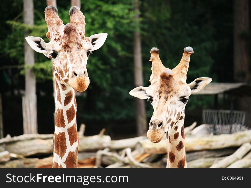 A couple of Giraffes in the Zoo. A couple of Giraffes in the Zoo