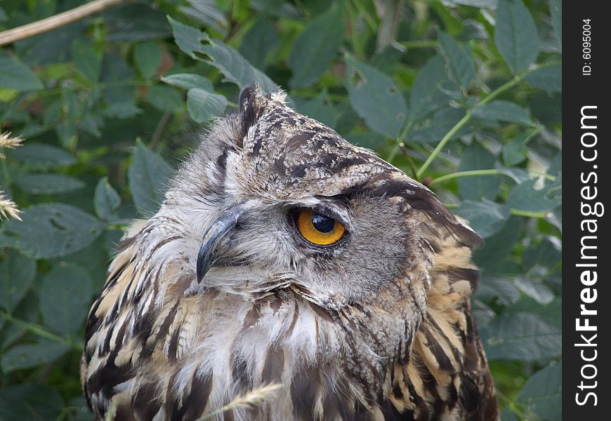 Portrait of the eagle-owl looking one eye