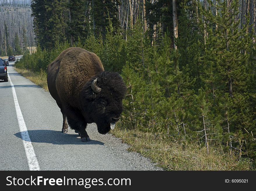 Huge Buffalo along the road side at Yellowstone