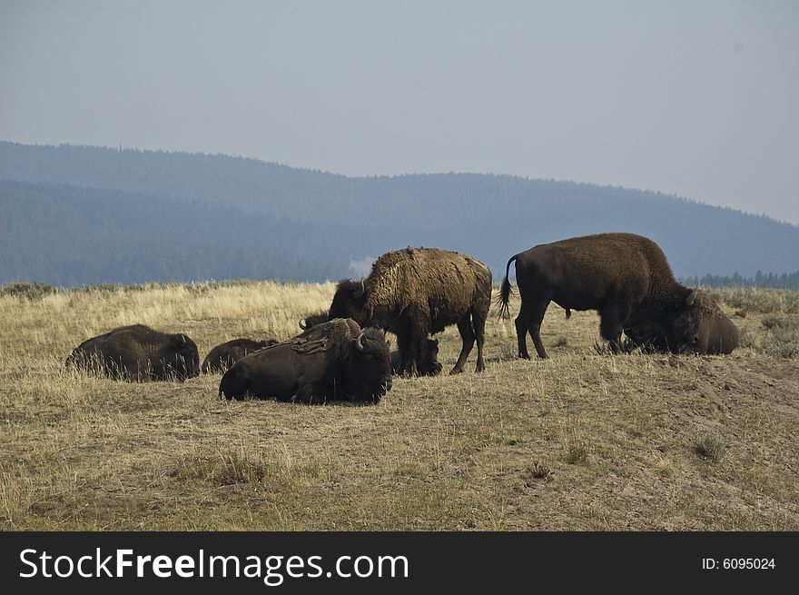 Huge Buffalo at Yellowstone National Park