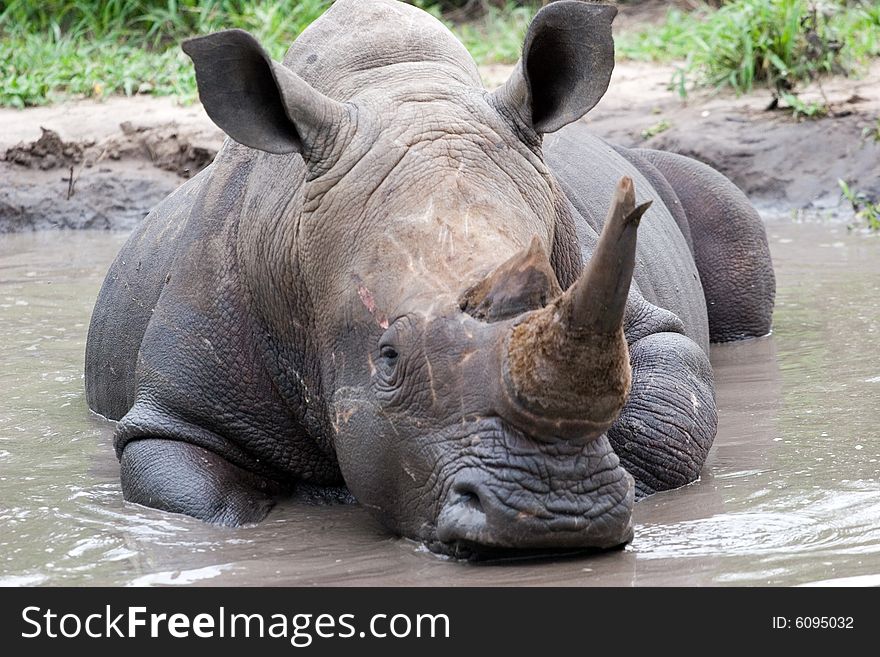 A rhino refreshing in a pond of the south african private park. A rhino refreshing in a pond of the south african private park