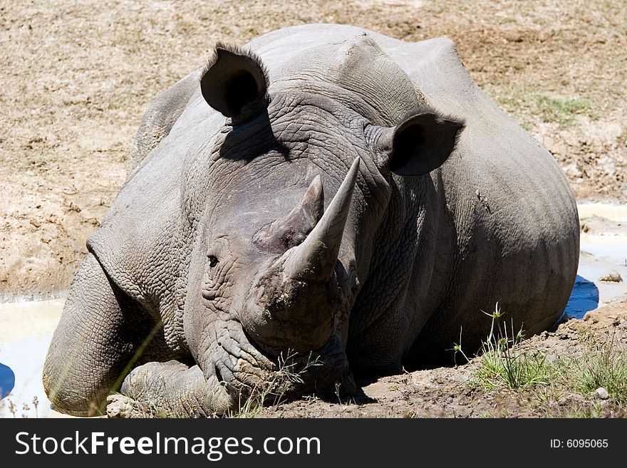 A rhino refreshing in a pond of the south african private park. A rhino refreshing in a pond of the south african private park