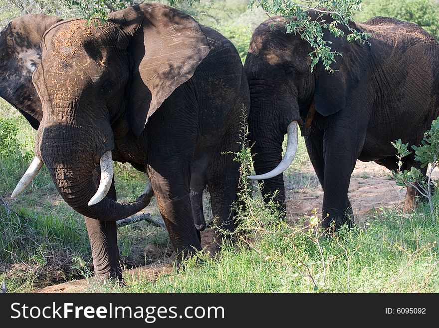 Elephants with treathening look in the timbvati private reserve in south africa. Elephants with treathening look in the timbvati private reserve in south africa