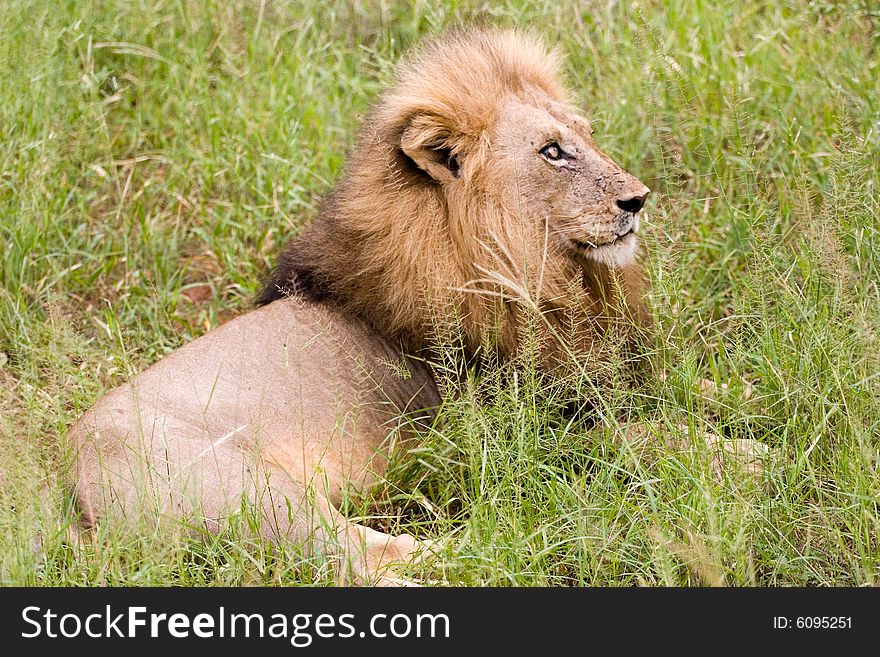 A lion at rest in a private part of south africa.